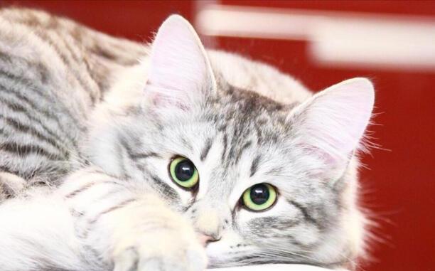 后院猫是什么意思-什么是后院猫
