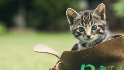 猫咪喜欢闻鞋子是怎么回事 猫咪喜欢闻鞋子是怎么回事