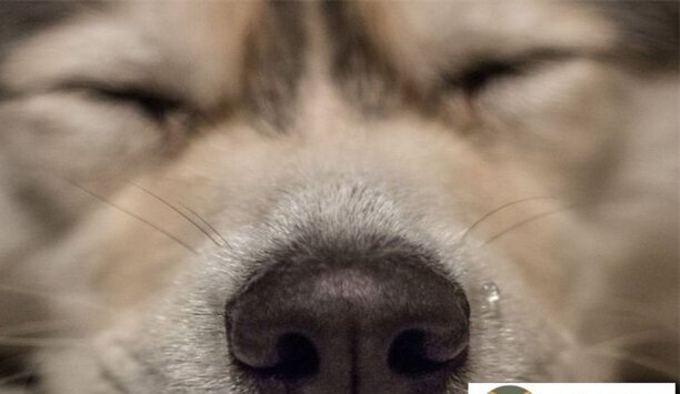 狗狗发烧了怎么办-狗狗感冒发烧吃什么药 狗狗发烧了怎么办-狗狗感冒发烧吃什么药