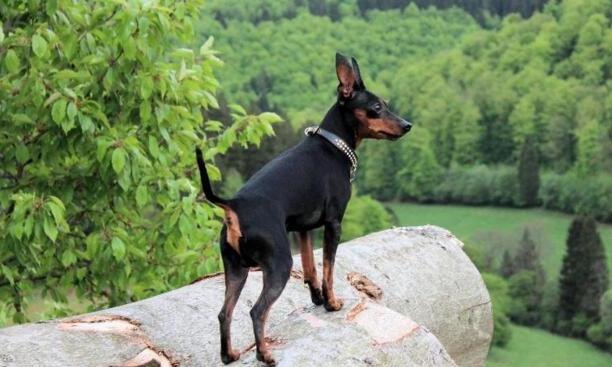 最厉害的小型护卫犬