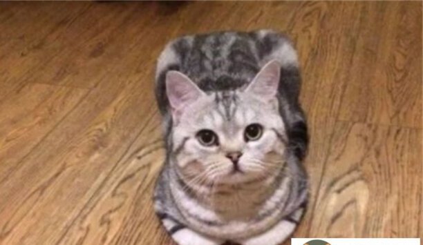 纯种虎斑猫多少钱一只-短腿虎斑猫价位一般在多少