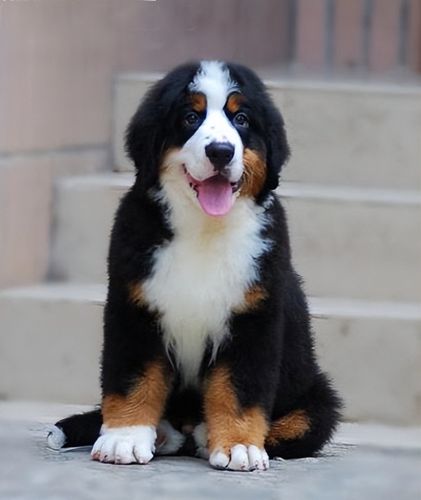 伯恩山犬价格多少钱一只-伯恩山长大后有多大