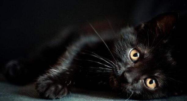 纯黑的猫一般人养不了-黑色的猫是什么品种 纯黑的猫一般人养不了-黑色的猫是什么品种