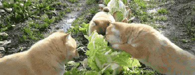 狗狗上火吃什么好?7种降火食物,建议收藏 狗狗上火吃什么好?7种降火食物,建议收藏