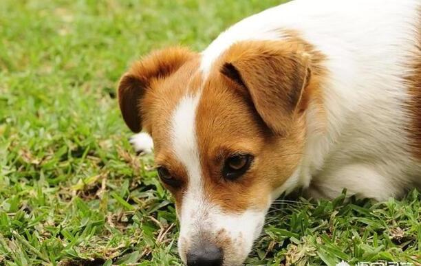 小型狗狗排行榜前十名-小型犬有哪些