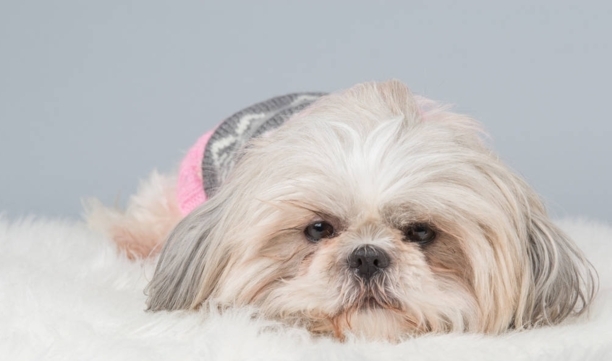 犬窝咳用什么药治疗最有效-犬窝咳如何治疗