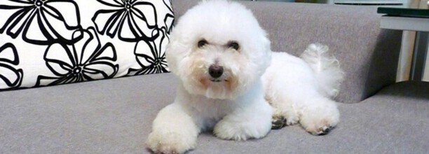 比熊犬必吃十种食物 比熊犬必吃十种食物