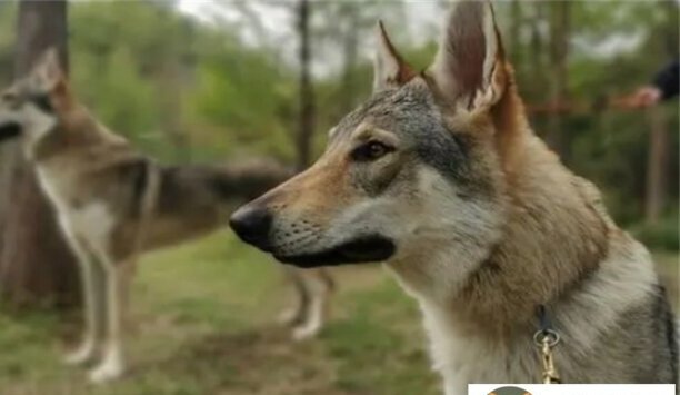 捷克狼犬粘人吗-捷克狼犬尾巴会翘吗