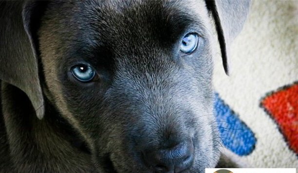 厦门市禁养犬名单2023新规定-厦门养犬证明怎么办理