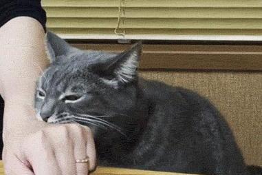 猫咪轻轻咬你代表什么-别人让你咬咬牙坚持一下该如何客套 猫咪轻轻咬你代表什么-别人让你咬咬牙坚持一下该如何客套