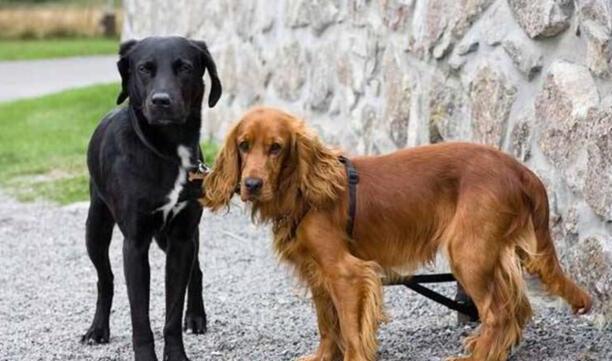 可卡犬价格多少钱一只-2023北京禁养犬名单