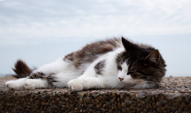 猫瘟有什么症状表现-猫瘟对症疗法和注意事项