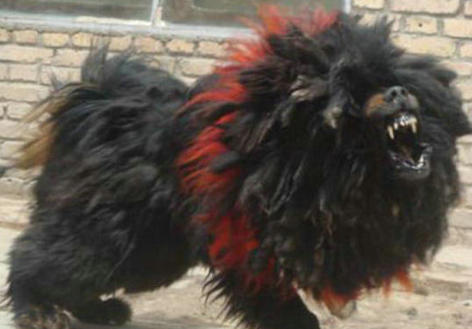 鬼獒pk藏獒-鬼獒对战比特犬谁胜算大