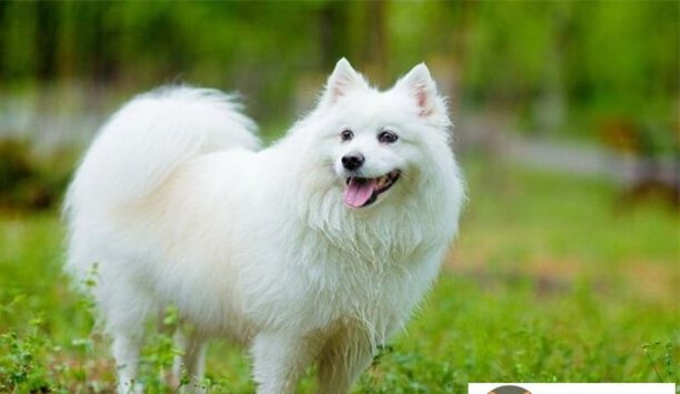 日本银狐犬一只最少多少元-银狐哪个城市禁养