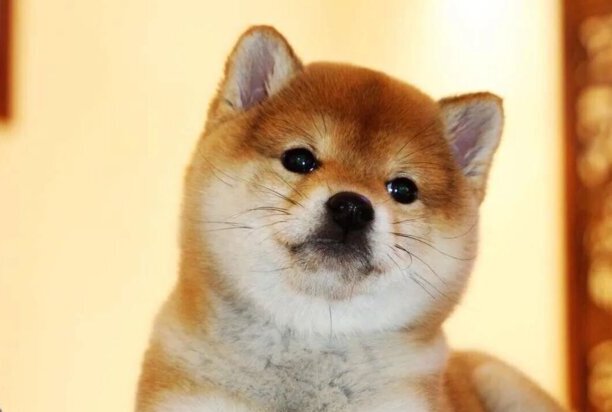 正宗日本柴犬价格-纯种柴犬的价格是多少钱一只