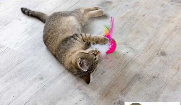猫知道逗猫棒是人控制的吗-逗猫棒是什么