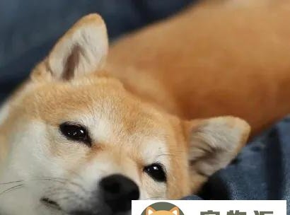正宗日本柴犬价格-纯种柴犬的价格是多少钱一只