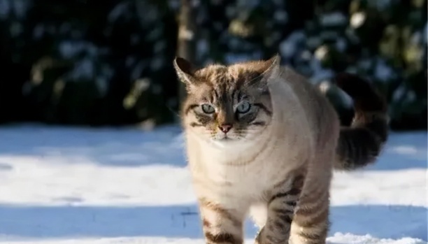 0度左右猫会冻死吗-猫右眼睛睁不开怎么办