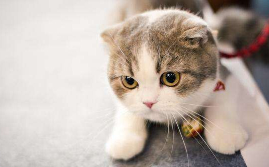 猫能学会说人话吗
