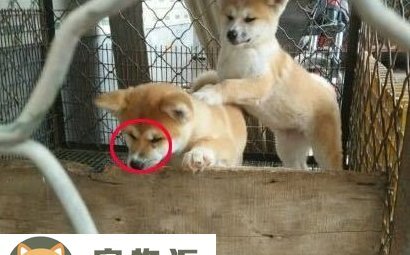 秋田犬怎么看纯不纯-怎样判断秋田犬纯不纯 秋田犬怎么看纯不纯-怎样判断秋田犬纯不纯