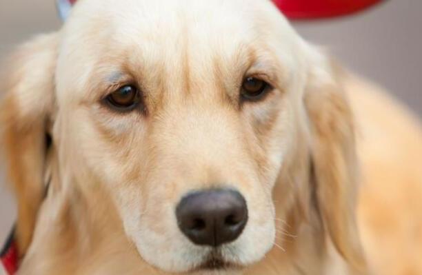 小金毛多少钱一只-纯种金毛幼犬多少钱一只