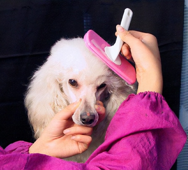 那种狗狗智商高好训练-马犬的忠诚有多可怕 那种狗狗智商高好训练-马犬的忠诚有多可怕