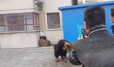 高加索犬与藏獒打架-高加索犬跟藏獒那个厉害