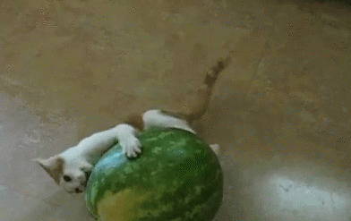 家猫的寿命有多长 家猫的寿命有多长