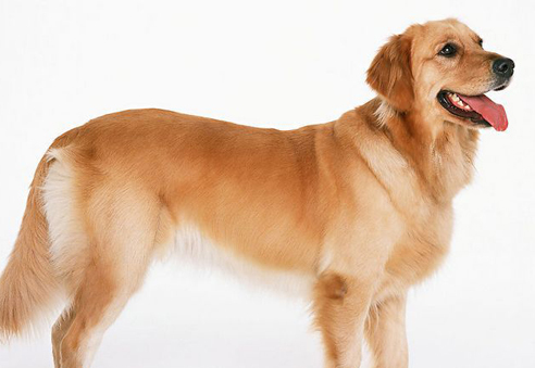 金毛狗多少钱一只-全方位解析金毛寻回犬 金毛狗多少钱一只-全方位解析金毛寻回犬