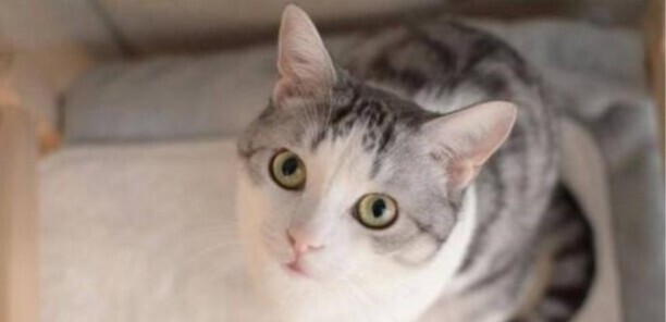 怎么判断猫咪发烧了-猫咪温度多高算发烧