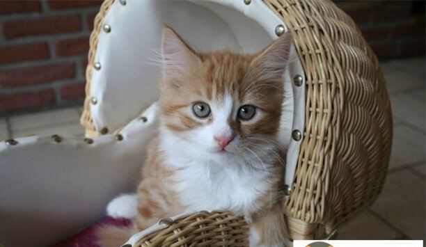 猫托运需要什么手续-宠物托运的流程
