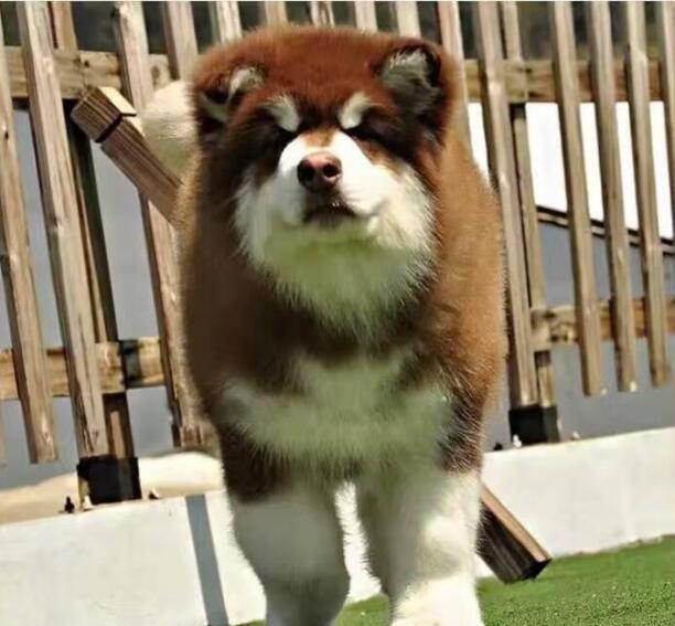 小阿拉斯加-阿拉斯加雪橇犬有什么优点缺点
