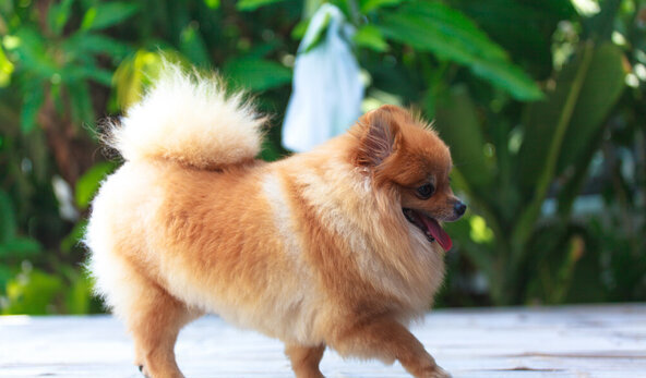 最厉害的小型护卫犬