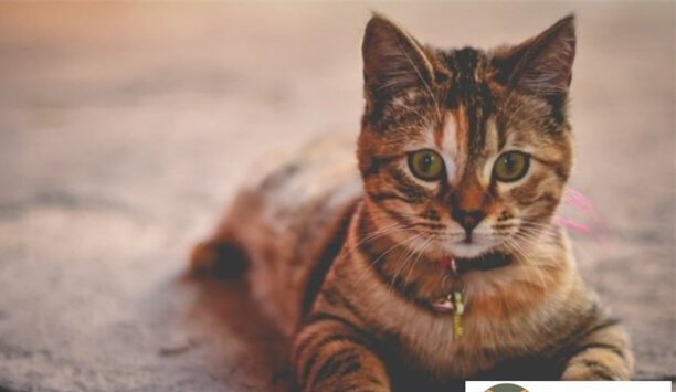 虎斑猫吃什么食物比较好-1岁大的虎斑猫不吃东西只喝水怎么办