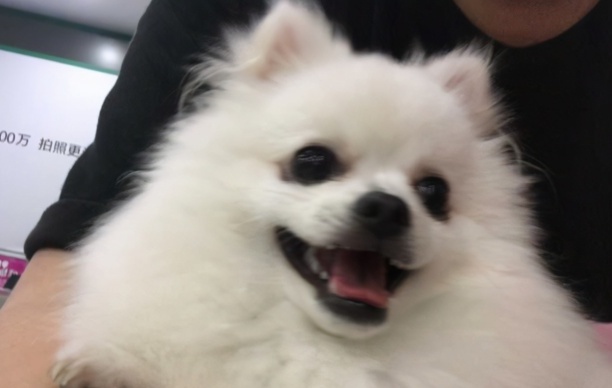 小型狗狗排行榜前十名-小型犬有哪些