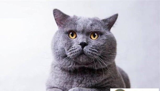 蓝猫多少钱一只-怎样区分狸花猫的纯种和非纯种