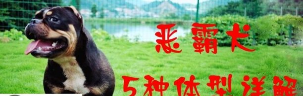 恶霸犬5种体型详解-虎皮恶霸最贵吗