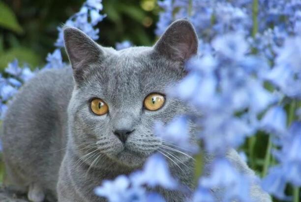 猫咪智商排名前十-猫智商排名是怎样的 猫咪智商排名前十-猫智商排名是怎样的