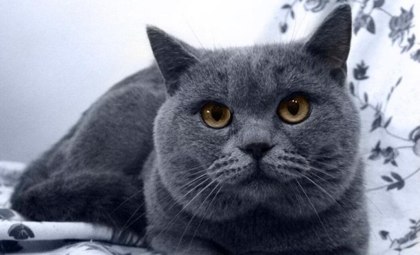 英短蓝猫多少钱一只幼崽-英短蓝猫怎么看品相