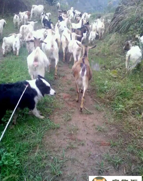 怎样训练狗放羊方法-怎样训练边境牧羊犬放羊