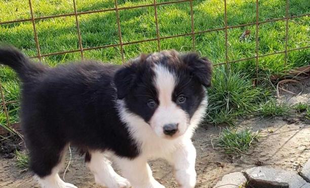 边境牧羊犬好养吗
