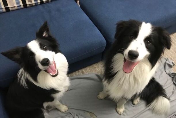 边境牧羊犬好养吗