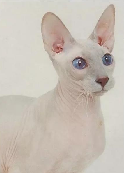 世界十大最贵的猫-宠物猫10大排名