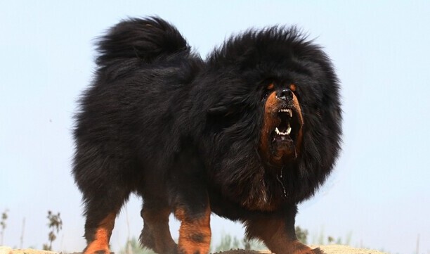 藏獒怎么喂养长得快-藏獒喂养方法 藏獒怎么喂养长得快-藏獒喂养方法