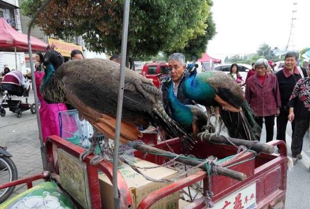 人工喂养蓝孔雀1500元一只,市民围观看稀奇但无人购买 人工喂养蓝孔雀1500元一只,市民围观看稀奇但无人购买