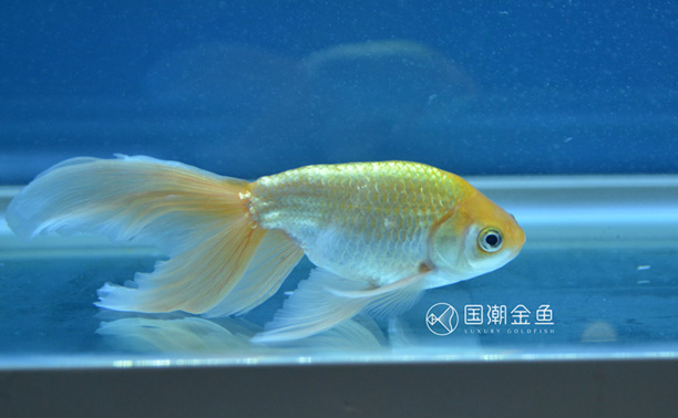 金鱼有哪几种种类