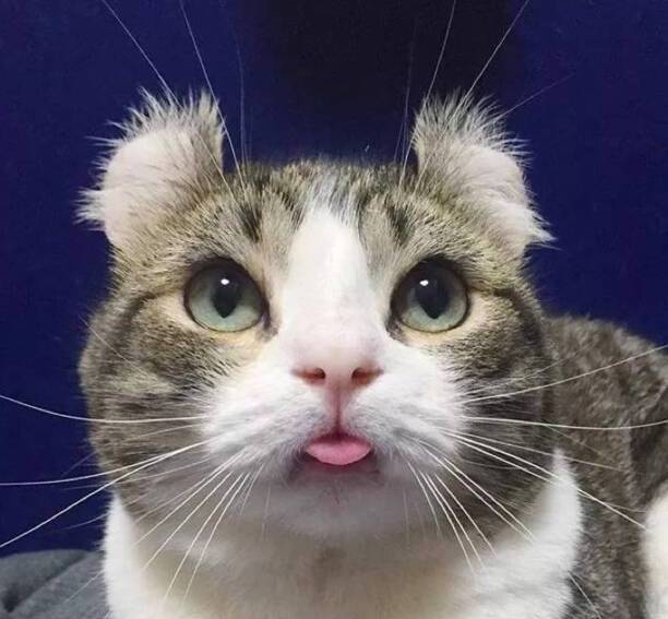 猫咪智商排名前十-猫智商排名是怎样的 猫咪智商排名前十-猫智商排名是怎样的
