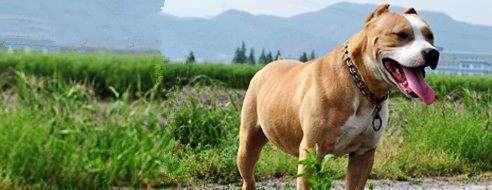 世界名犬——斯塔福 世界名犬——斯塔福