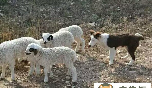 怎样训练狗放羊方法-怎样训练边境牧羊犬放羊