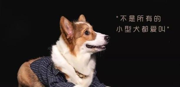 小狗为什么一直叫个不停-怎么让狗叫出声
